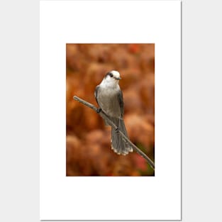 Gray Jay - Algonquin Park, Canada Posters and Art